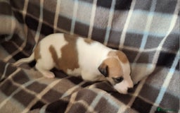 Whippet dogs for sale: KC Particolour Whippet Puppies - Image 16