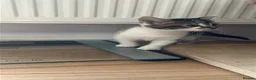 Mixed Breed cats for sale: 4 x Super Cute Male Kittens  - Advert 5