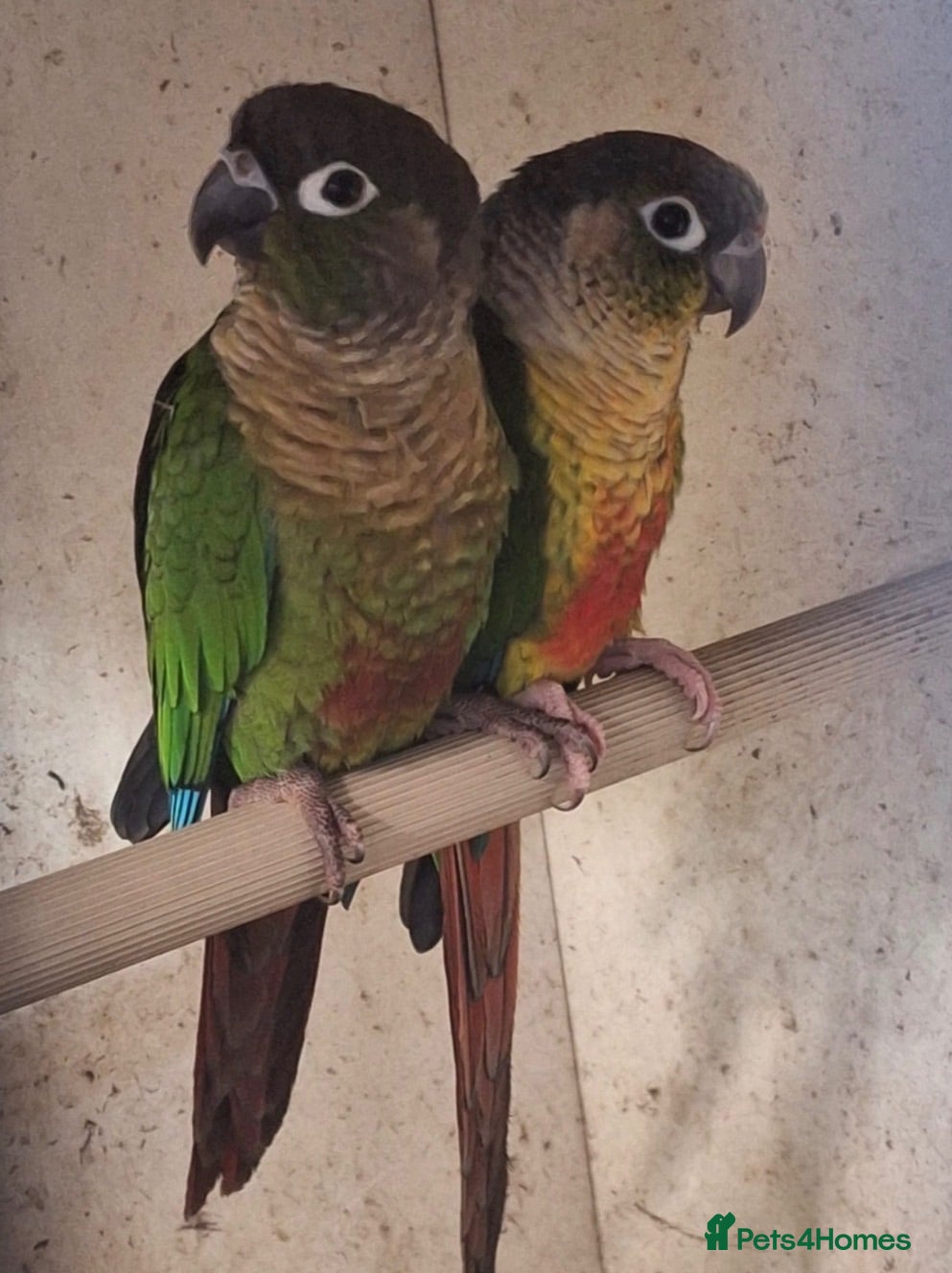Conures birds Proven Breeding Pair of Conures. - Advert 1