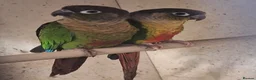Conures birds for sale: Proven Breeding Pair of Conures. - Advert 1