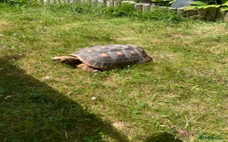 Tortoise reptiles for sale: Redfoot Tortoise £100 ONO - Image 4
