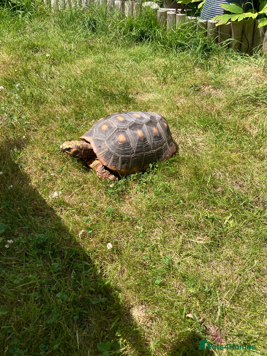 Tortoise reptiles for sale: Redfoot Tortoise £100 ONO - Image 4