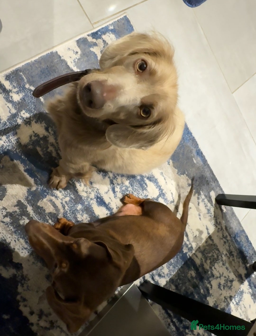 Miniature Dachshund dogs for sale: Isabella Dachshund Boys  - Image 9