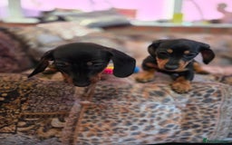 Miniature Dachshund dogs for sale: Quality mini dachshund dna clear - Advert 5