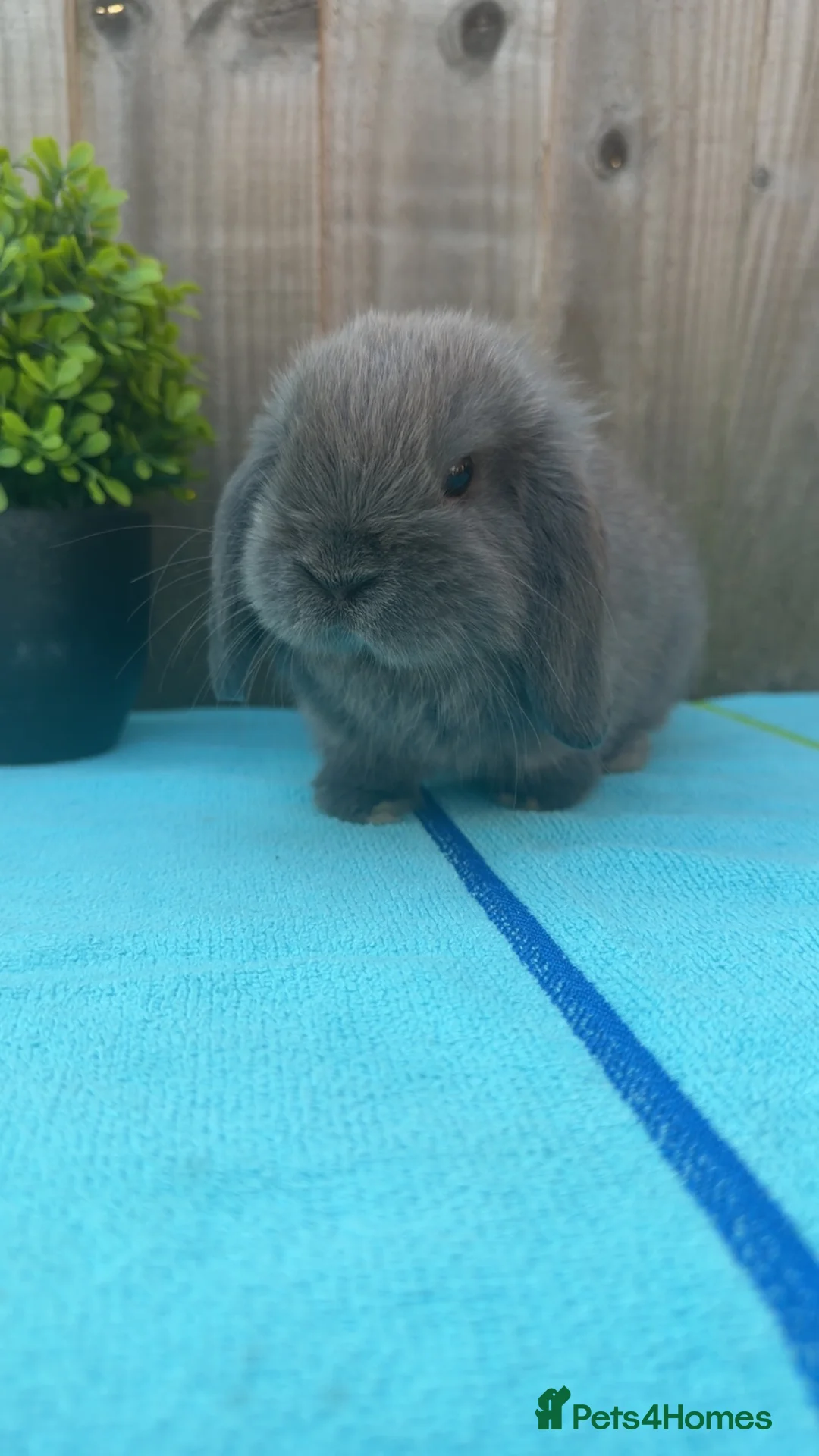Mini Lop rabbits for sale: Pure bred mini lop bucks ready now - Advert 11