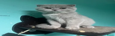 Scottish Fold 1