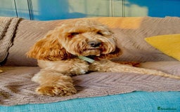 Cockapoo dogs for sale: stunning cockapoos for sale - Image 19