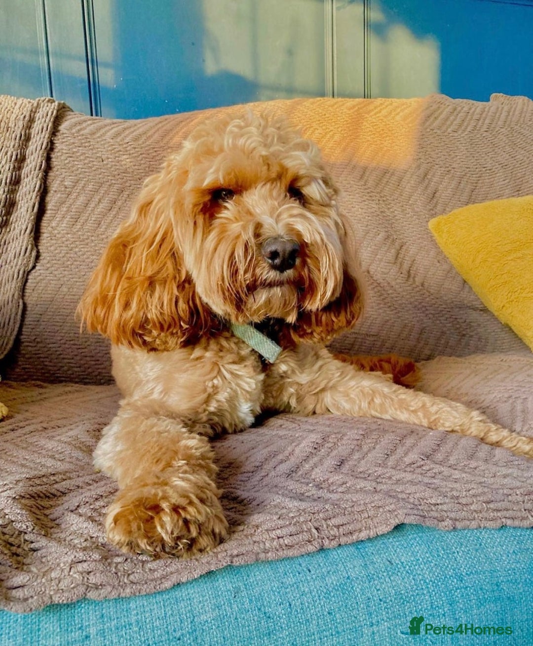 Cockapoo dogs for sale: stunning cockapoos for sale - Image 19