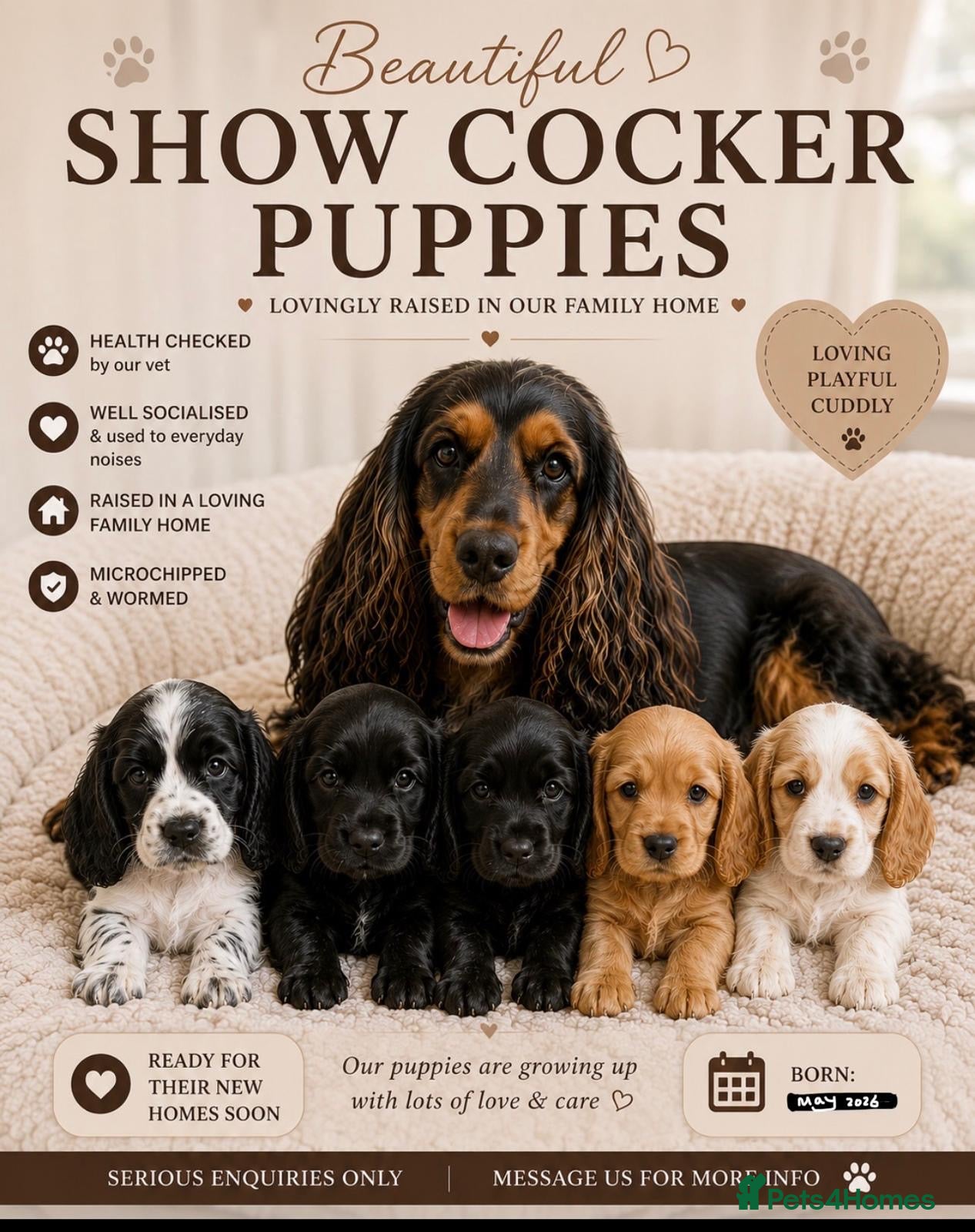 Cocker Spaniel dogs Adorable show type cocker spaniel puppy’s  - Advert 1