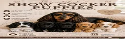 Cocker Spaniel dogs for sale: Adorable show type cocker spaniel puppy’s  - Advert 1