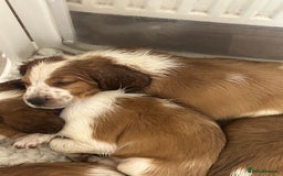 Welsh Springer Spaniel dogs for sale: Kc reg Welsh springer spaniel male puppies - Image 2