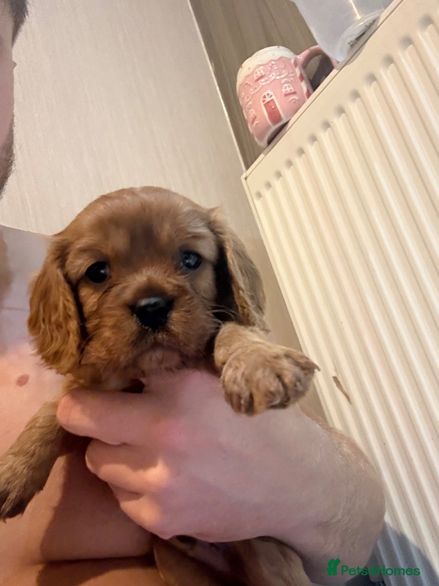 Cavalier King Charles Spaniel dogs Cavalier King Charles - Advert 4