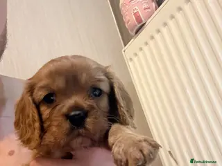 Cavalier King Charles Spaniel dogs Cavalier King Charles - Advert 1