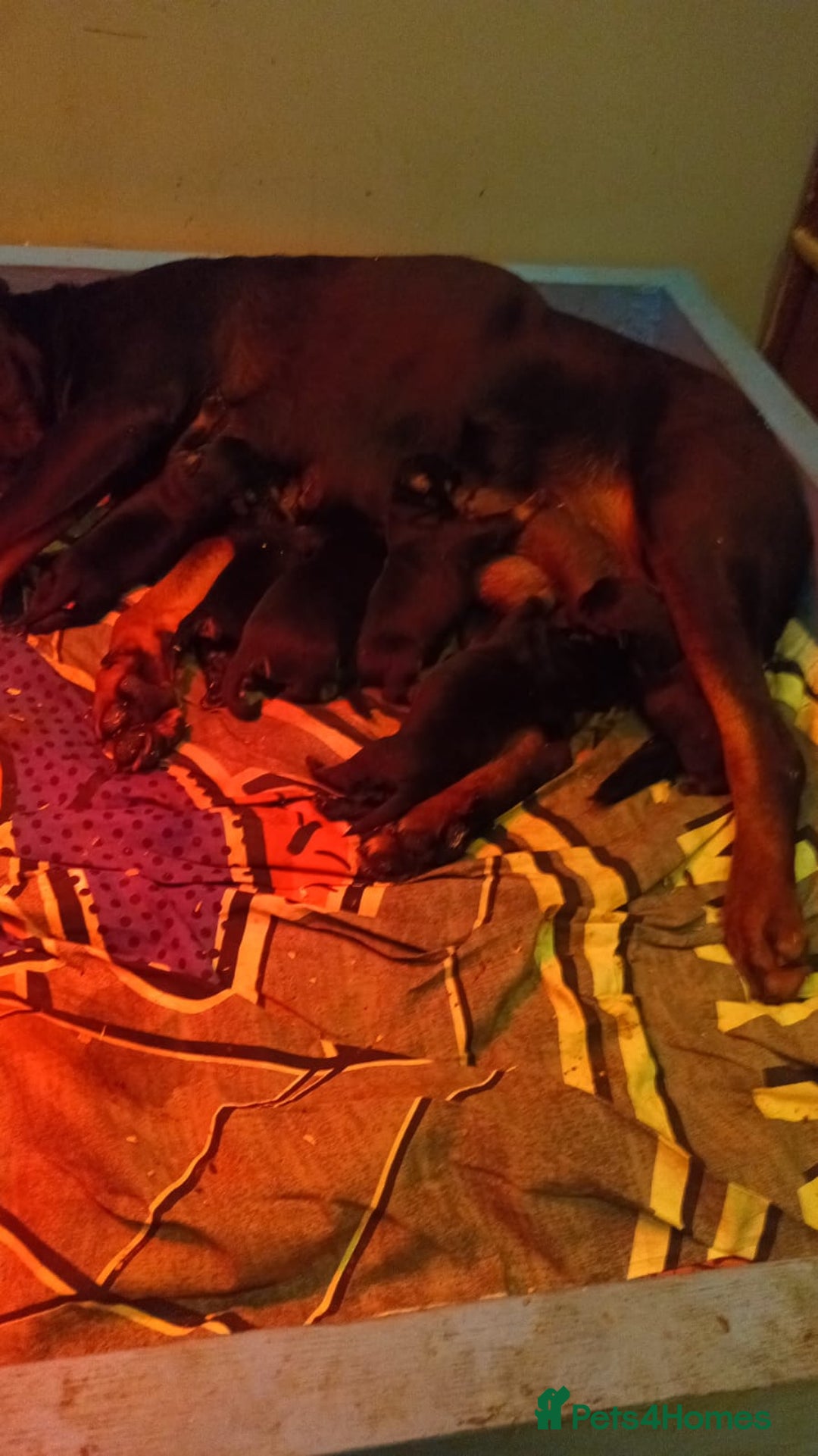 Rottweiler dogs for sale: Puppies available to good home  - Image 9