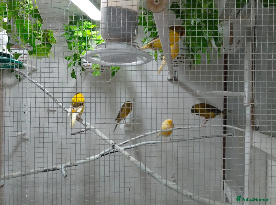 Canaries birds for sale: Yorkshire canaries for sale in Widnes - Advert 5