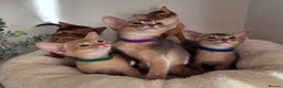 Abyssinian cats for sale: Gorgeous Tica  Abyssinian Kittens  - Advert 12