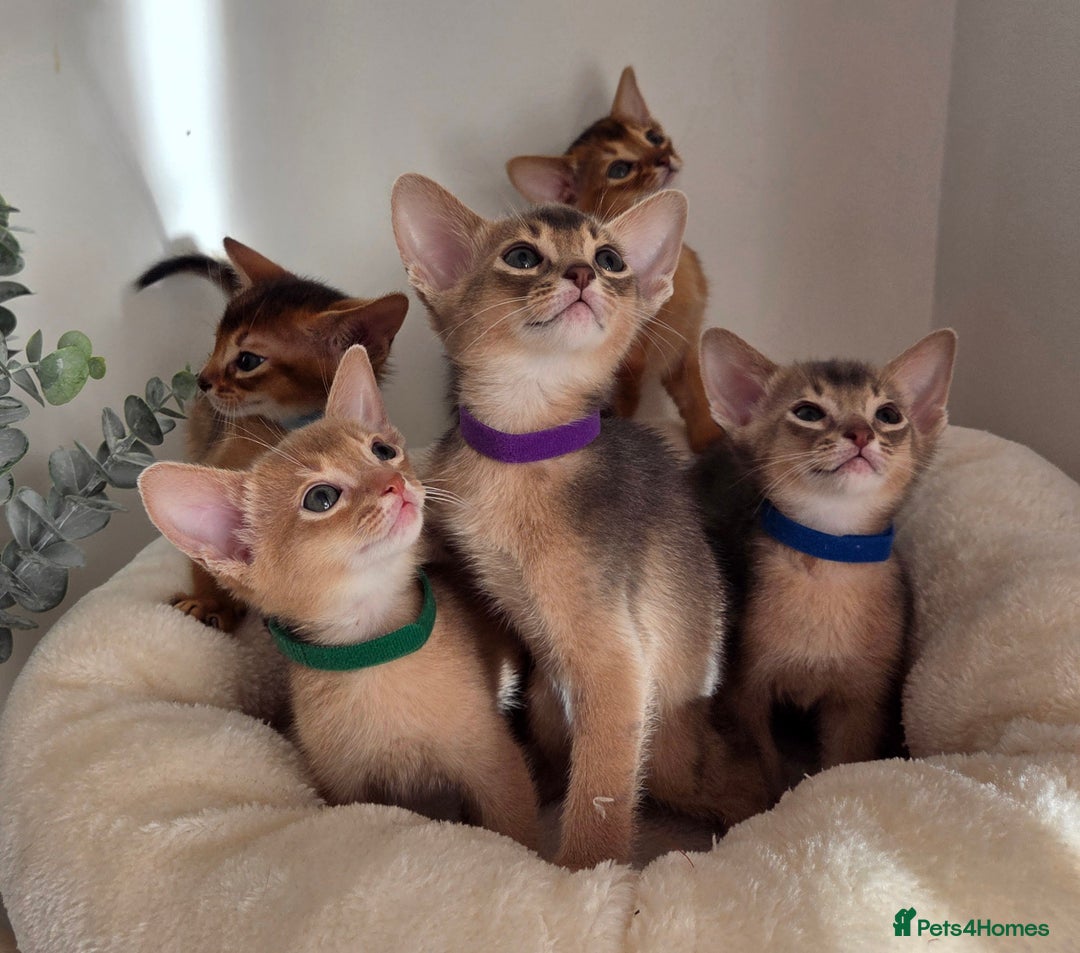 Abyssinian cats for sale: Gorgeous Tica  Abyssinian Kittens  - Advert 12