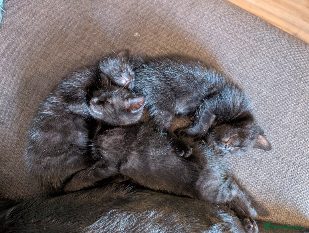 British Shorthair cats for sale: Beautiful black and white kittens for sale - Image 5