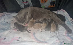 British Shorthair cats for sale: British shorthair kittens  - Image 2