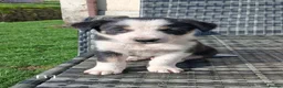 Border Collie dogs for sale: Beautiful Tri Colour Border Collie Puppies 🐶  - Advert 23