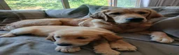 Golden Retriever dogs for sale: Ready to leave true gold colored golden retrievers - Advert 5