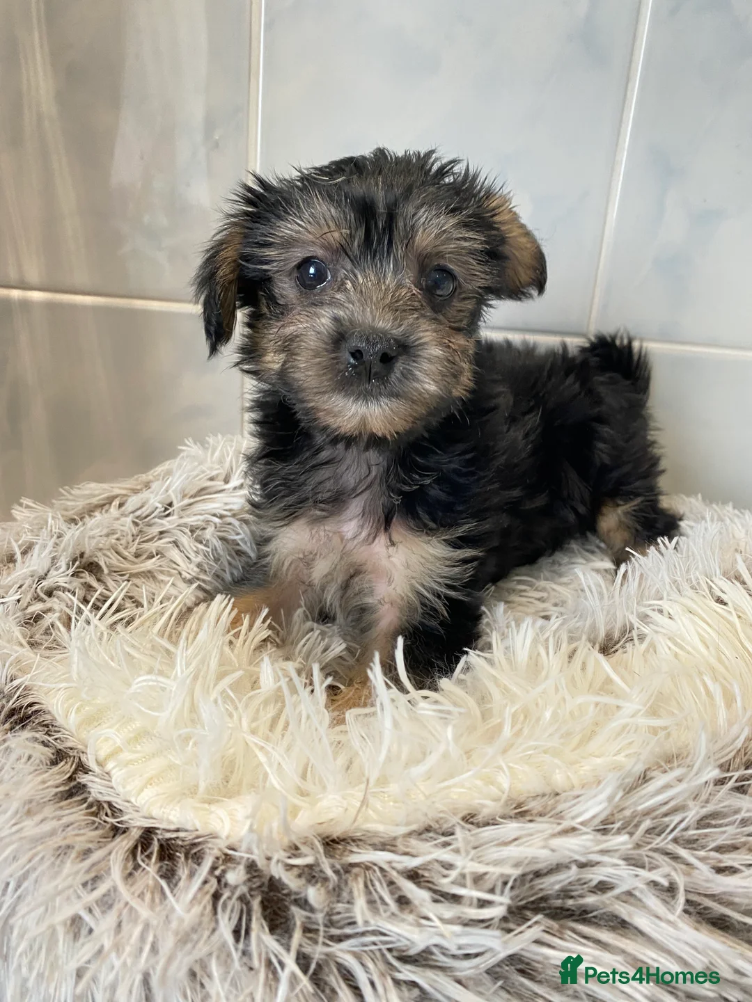 Chinese Crested dogs for sale: 💙💖Stunning Chinese crested ready now💖💙 - Advert 18