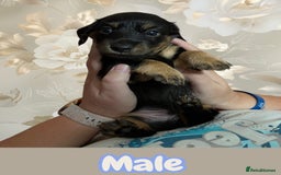 Miniature Dachshund dogs for sale: URGENT SALE! 🐾Miniature Long-Haired Dachshund🐾 - Image 3
