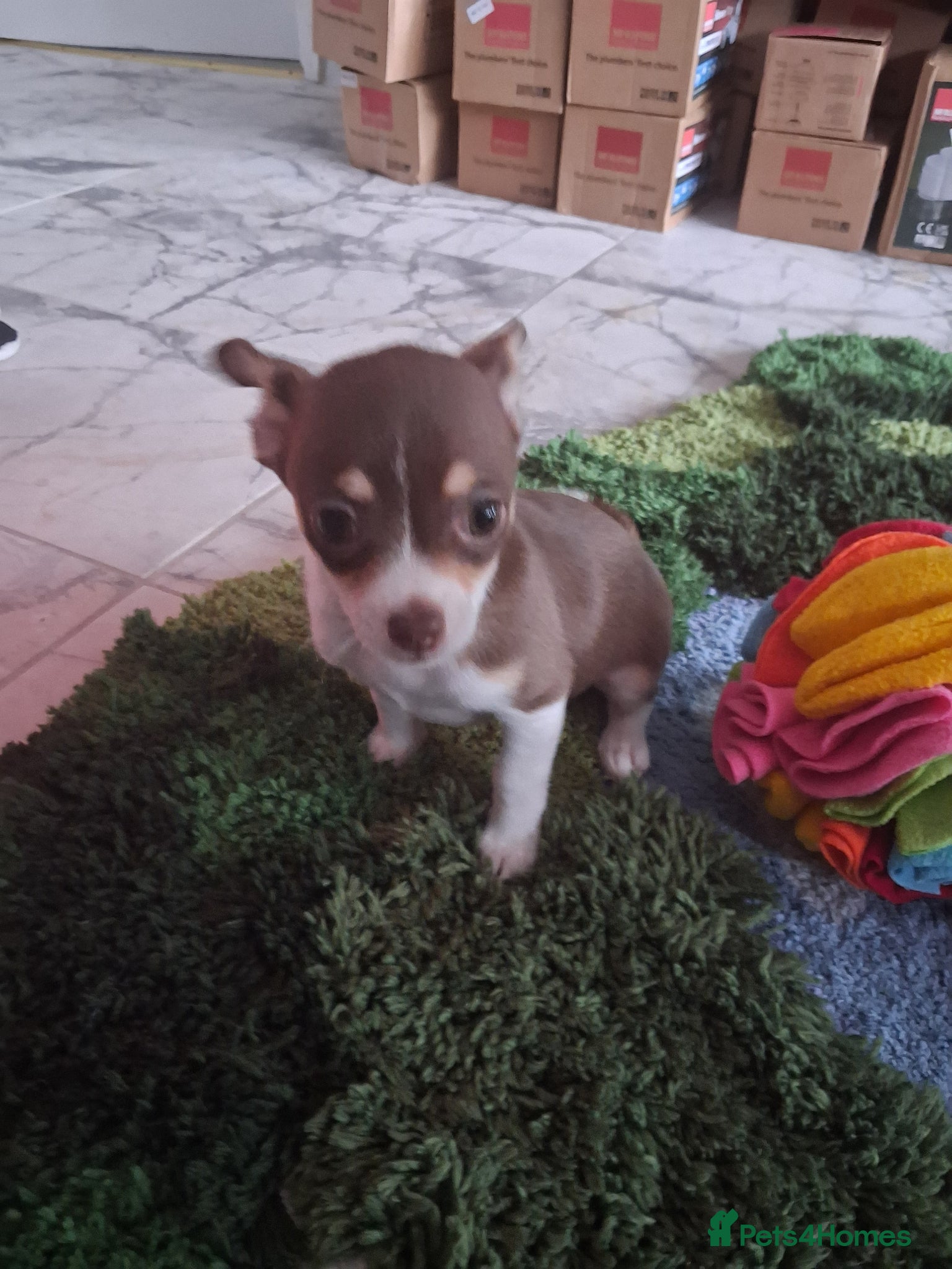 Chihuahua dogs Chiuhuhua cap short-haired - Advert 5