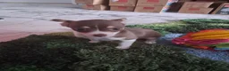 Chihuahua dogs for sale: Chiuhuhua cap short-haired - Advert 8