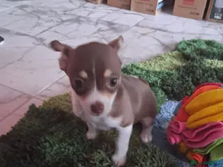 Chihuahua dogs Chiuhuhua cap short-haired - Advert 5