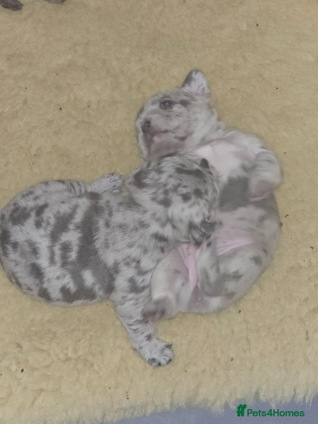 French Bulldog dogs for sale: Frenchie puppies in Doncaster - Advert 2