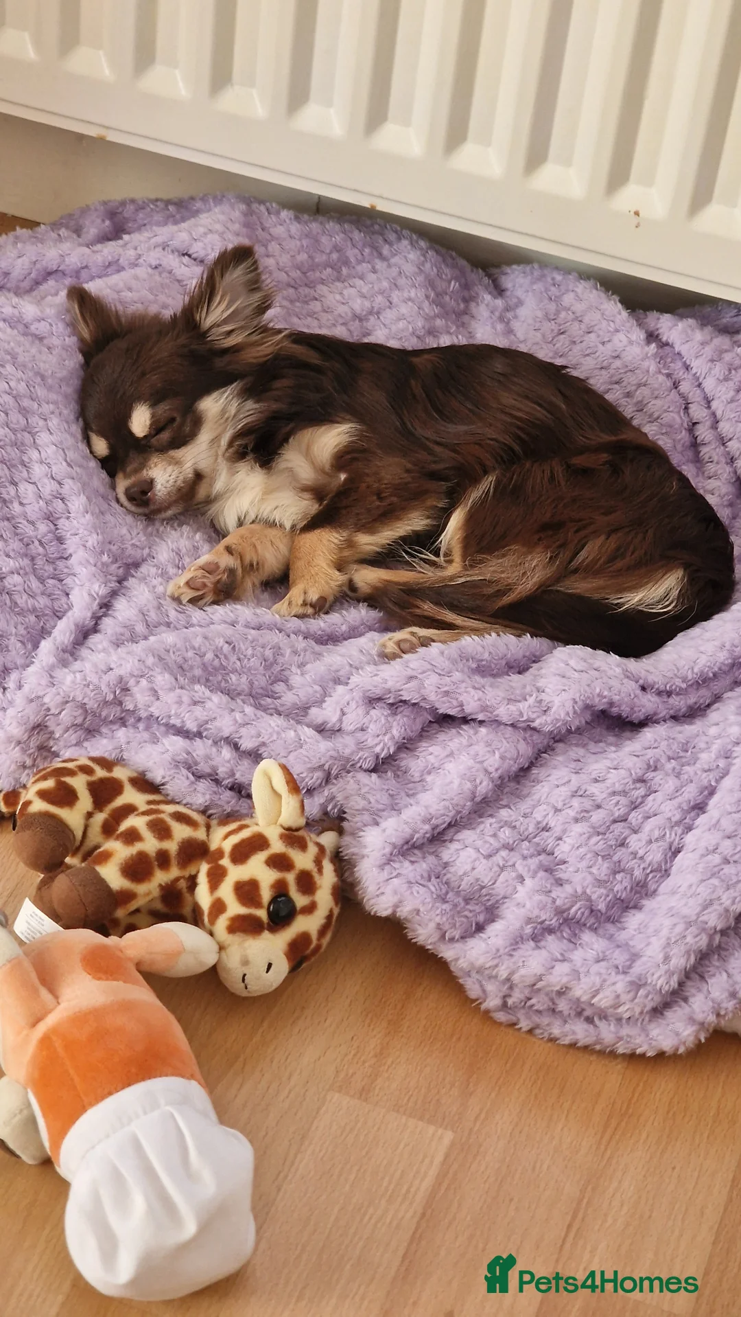 Chihuahua dogs for sale: beautiful chocolate & tan chihuahua for sale  in Rotherham - Advert 2
