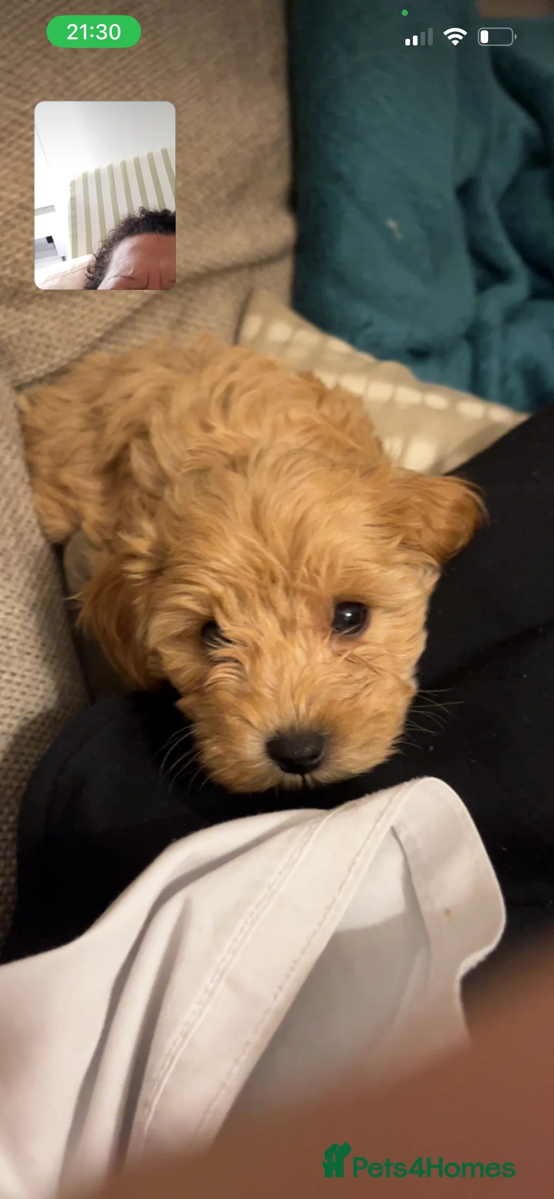 Toy Poodle dogs for stud: Leo health checked ✅  - Advert 11