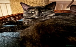 British Shorthair cats for sale: Gccf reg Cheeky British x Devon Rex kittens - Image 7