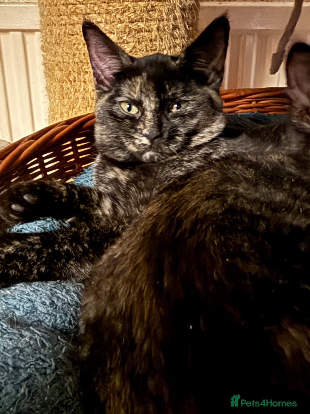 British Shorthair cats for sale: Gccf reg Cheeky British x Devon Rex kittens - Image 7