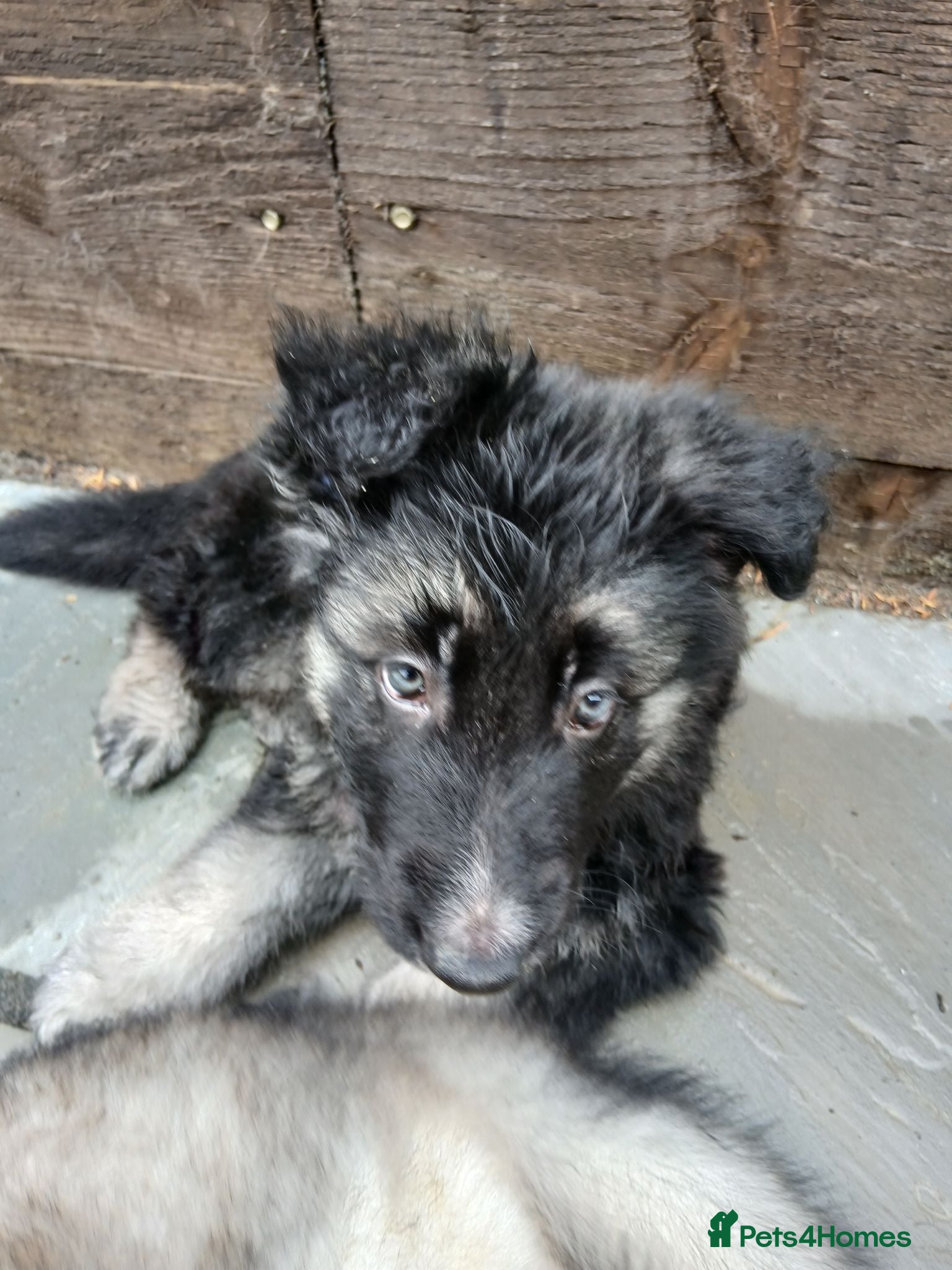 German Shepherd dogs Beautiful KC German Shepherd Puppies - Advert 16