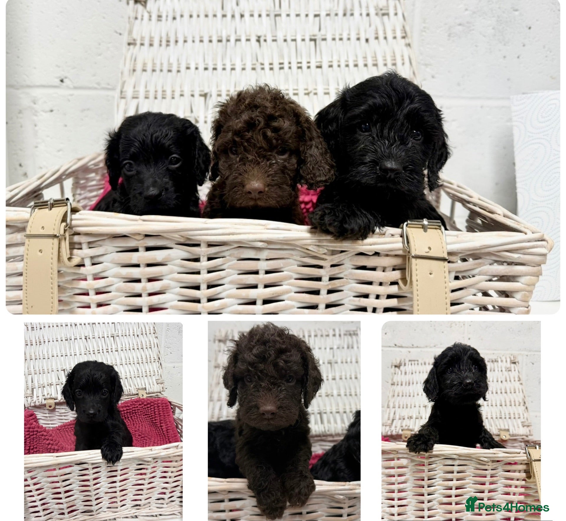 Cockapoo dogs Stunning Cockapoo Puppies - 3 Puppies Left  - Advert 1