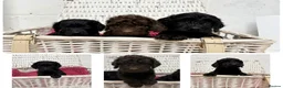 Cockapoo dogs for sale: Stunning Cockapoo Puppies - Only 2 Puppies Left  - Advert 11