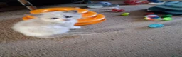 Ragdoll cats for sale: CUTE BLUE C/P RAGDOLL KITTENS  - Advert 7