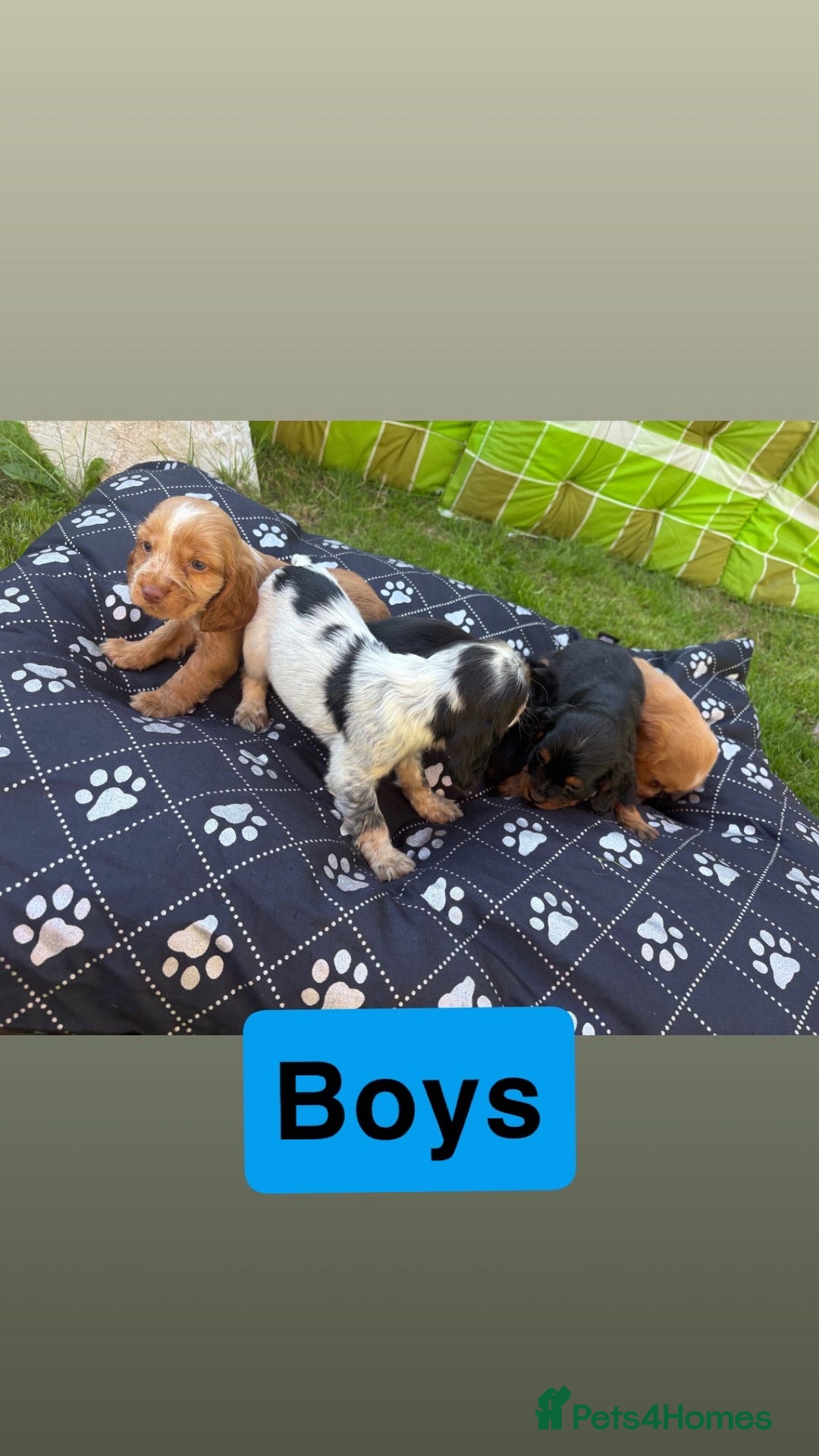 Cocker Spaniel dogs for sale: Cocker spaniel puppies - Image 6
