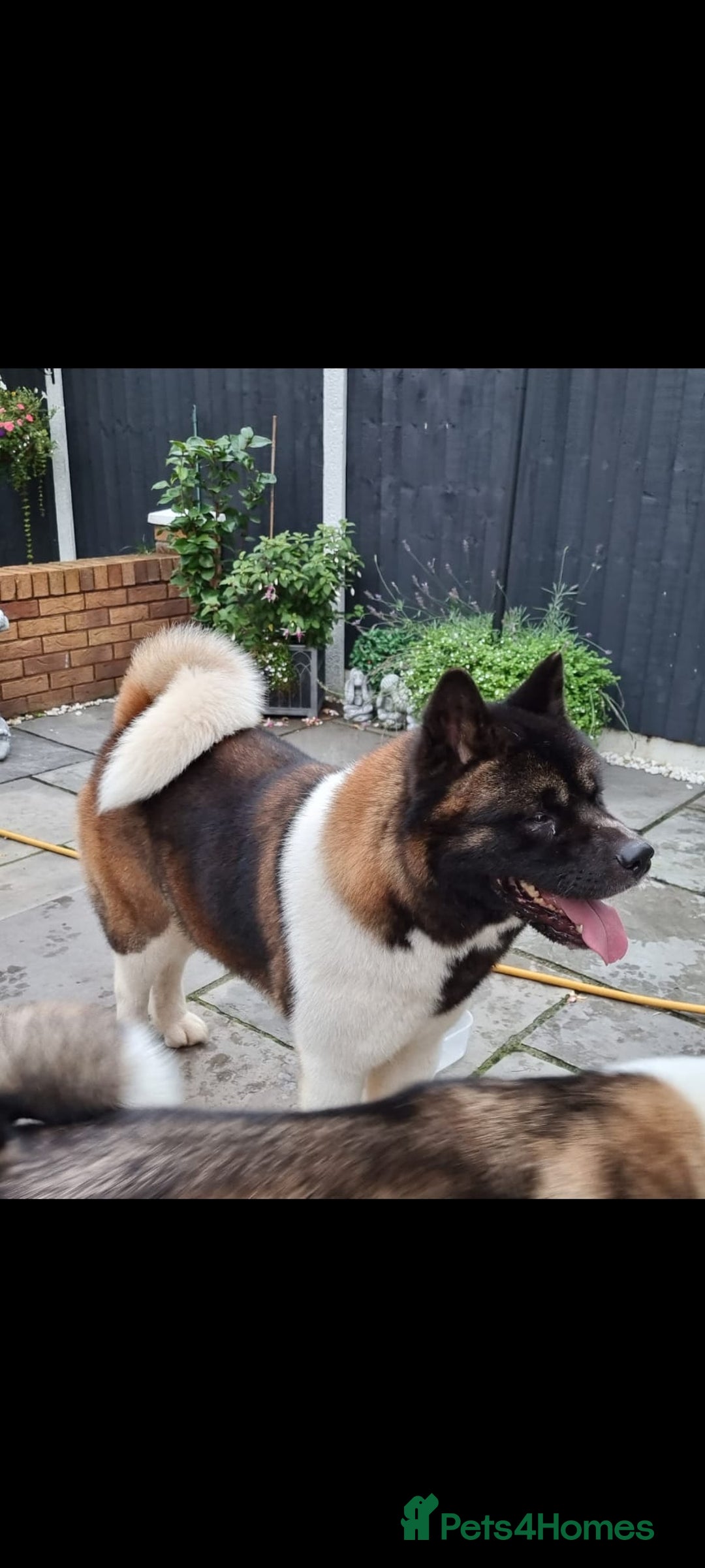 Akita dogs for stud: STUD American akita kc registered  - Advert 2