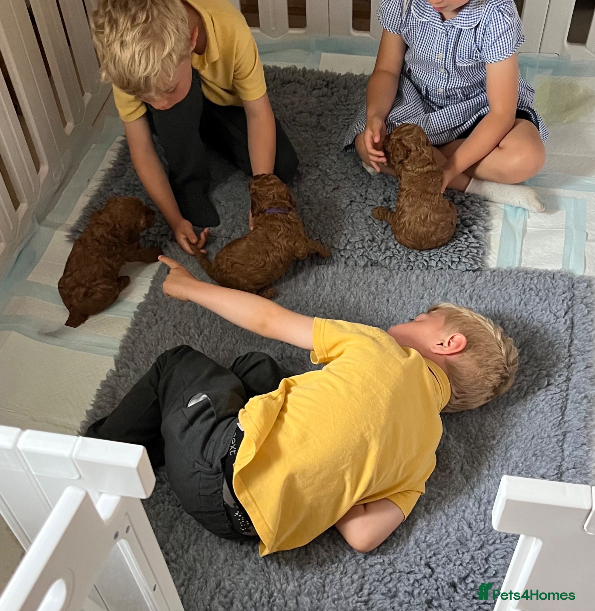 Cockapoo dogs Cockapoo Hypoallergenic F1bb puppies for sale  - Advert 2
