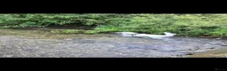 Golden Retriever dogs for sale: Seeking forever home - Advert 13