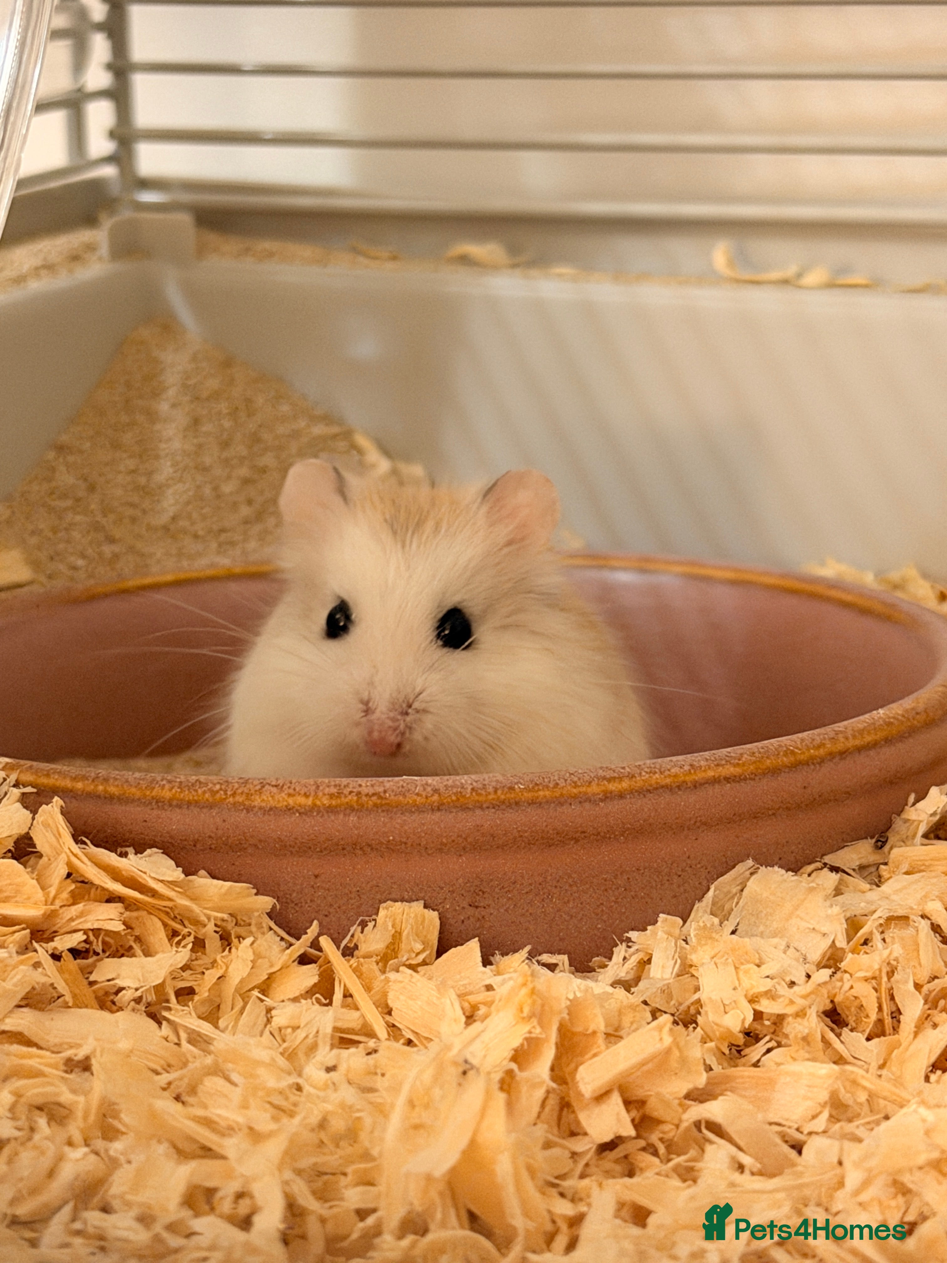 Hamster rodents Female Roborovski Hamster Looking for a good home. in London - Advert 1