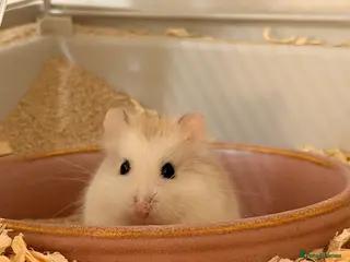 Hamster rodents Female Roborovski Hamster Looking for a good home. in London - Advert 1