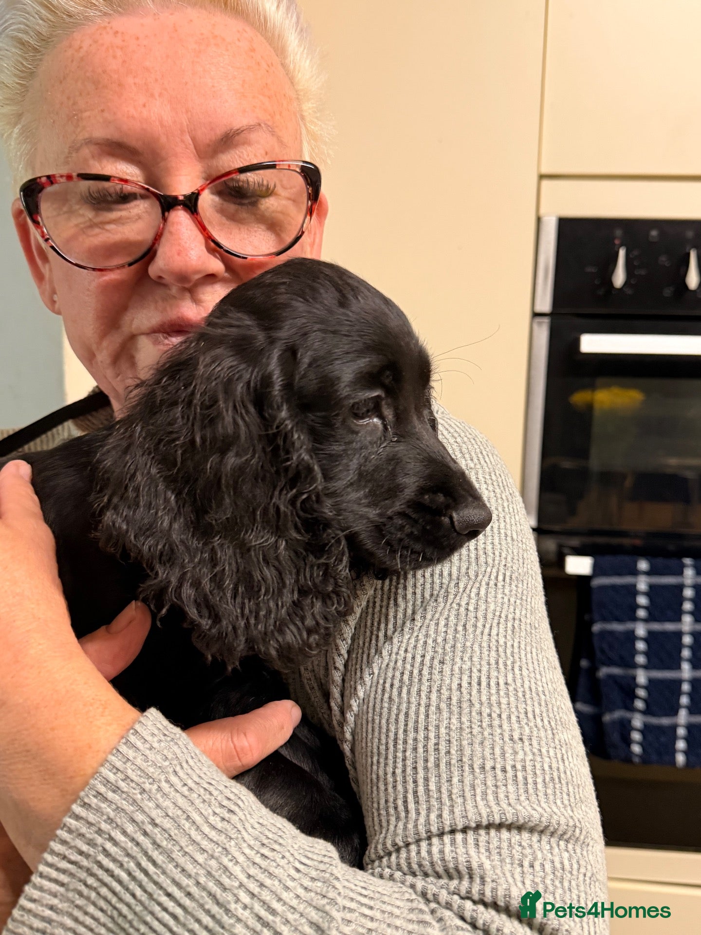 Cocker Spaniel dogs Beautiful Cocker Spaniel puppies ‼️ - Advert 9