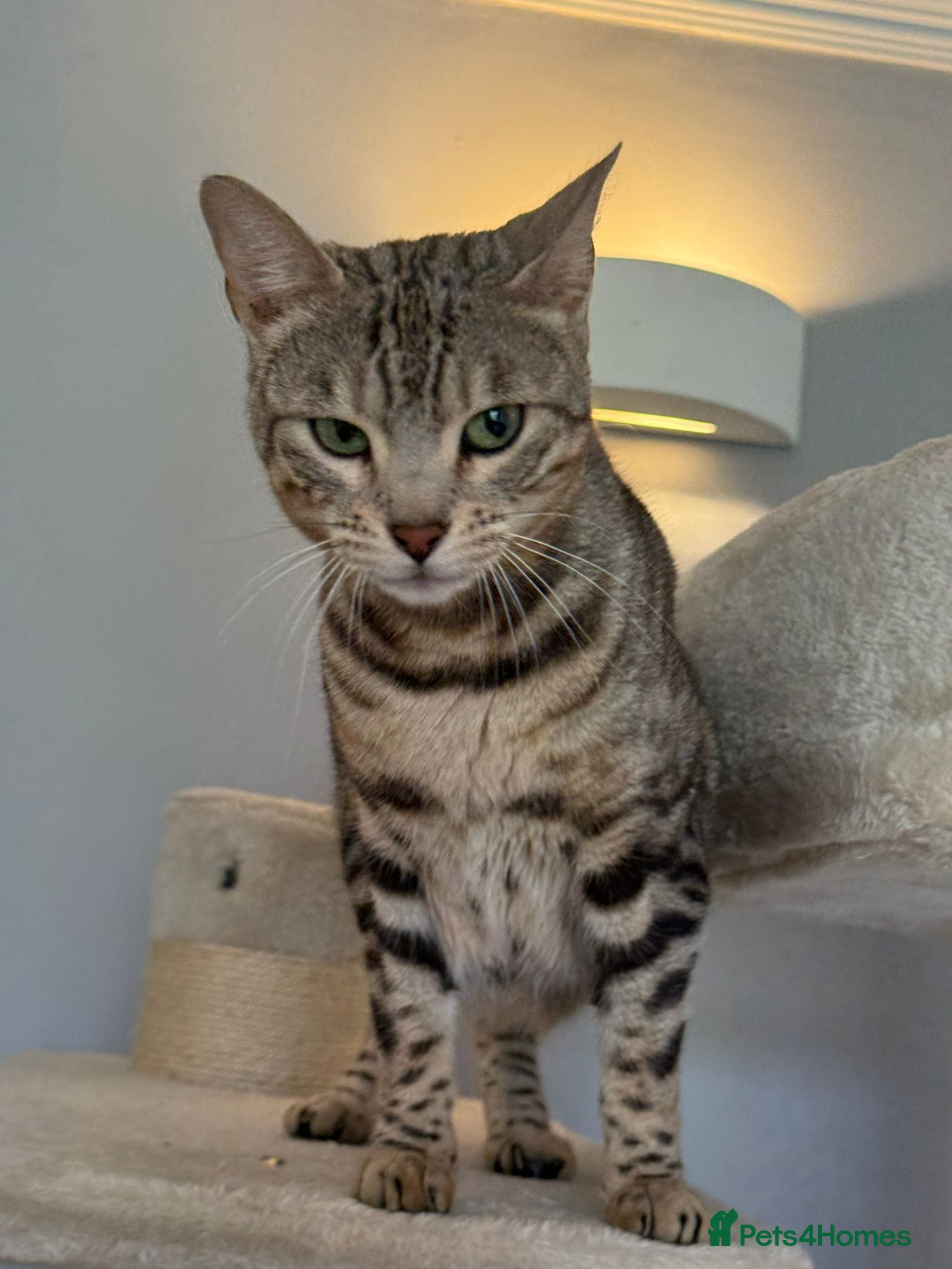 Bengal cats Female Silver Bengal Cat TICA Registered - Advert 1