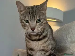 Bengal cats Female Silver Bengal Cat TICA Registered - Advert 1