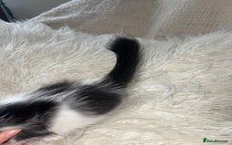 British Shorthair cats for sale: 8 week old boy kitten - Image 4
