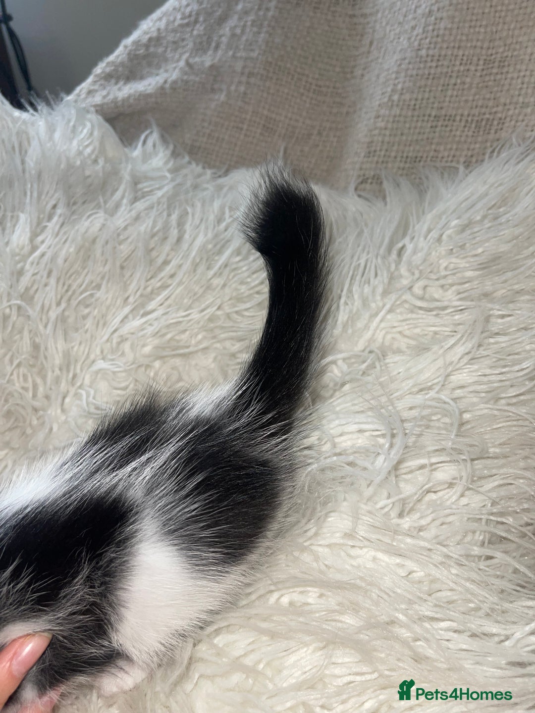 British Shorthair cats for sale: 8 week old boy kitten - Image 4